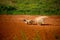 Vinales, Cuba. Tobacco farming