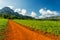 Vinales, Cuba. Tobacco farming