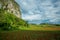 Vinales, Cuba. Tobacco farming