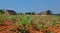 Vinales valley, Cuba