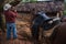 Vinales Valley, Cuba - September 24, 2015: Local cowboy prepare