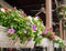 Vinca flower decorate in white basket flower pot