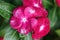 Vinca flower, Vinca flower with drops of dew.