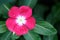 Vinca flower, Vinca flower with drops of dew.