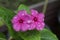 Vinca flowers