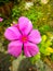 vinca flowers or tapak dara, beautiful plants that are around us. Pink