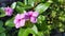 Vinca is a genus of flowering plants in the family Apocynaceae