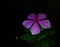 Vinca is a genus of flowering plants in the family Apocynaceae, Periwinkle flowers in the photo at night.