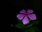 Vinca is a genus of flowering plants in the family Apocynaceae, Periwinkle flowers in the photo at night.