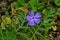 Vinca herbacea common name herbaceous periwinkle flowers, grass background
