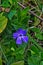 Vinca herbacea common name herbaceous periwinkle flowers, grass background