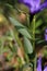 Vinca herbacea - Wild plant shot in the spring.