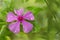 Vinca or Madagascar Periwinkle Flower with Raindrops