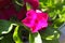 vinca magenta 9911 c