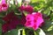 vinca magenta 9912