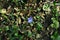 Vinca major bigleaf periwinkle, large periwinkle, greater periwinkle, blue periwinkle flower, grassand