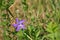 Vinca major bigleaf periwinkle, large periwinkle, greater periwinkle, blue periwinkle flower, grassand background