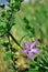 Vinca major bigleaf periwinkle, large periwinkle, greater periwinkle, blue periwinkle flower, grassand background, close up