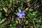 Vinca major bigleaf periwinkle, large periwinkle, greater periwinkle, blue periwinkle flower, grassand dry leaves background