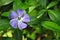 Vinca major bigleaf periwinkle, large periwinkle, greater periwinkle, blue periwinkle flower, green leaves background, close up