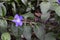 Vinca major - dark leaves