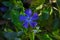 Vinca minor flower. Closeup periwinkle, spring blue flower