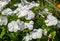 Vinca minor flowers grown in greenhouse