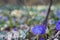 Vinca minor, lesser periwinkle] or dwarf periwinkle blue spring flowers in forest