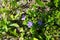Vinca minor, lesser periwinkle or dwarf periwinkle, is a species of flowering plant in the dogbane family. Berlin, Germany