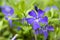 Vinca minor lesser periwinkle flower, common periwinkle in bloom, ornamental creeping flowers