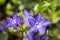 Vinca minor lesser periwinkle flower, common periwinkle in bloom, ornamental creeping flowers