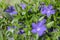 Vinca minor lesser periwinkle ornamental flowers in bloom, common periwinkle flowering plant, creeping flowers