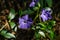 Vinca minor lesser periwinkle, small periwinkle, common periwinkle grows equally well in wild forest and in well-kept garden