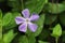 Vinca Minor purple flower