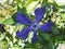 Vinca minor is a species of flowering plant in the dogbane family. Germany