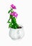 Vinca Periwinkle flower in vase isolated