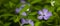Vinca, periwinkle purple flower, blooming wildflowers in the meadow