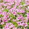 Vinca pink flower