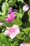 Vinca pink purple 9918