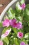 Vinca pink purple 9939