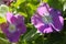 Vinca purple 9908 c