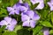 Vinca purple flowers among green leaves