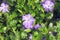 Vinca purple flowers among green leaves