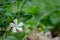 Vinca Rosa White Flowers Photography with shallow depth of field