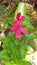 Vinca rosea catharanthus flower or savam naari poov