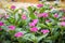 Vinca rosea flowers blossom in the garden