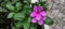 Vinca or tapak dara flower is tropical flower, empty space, blossom flower, nature background