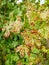 Vine affected Petri disease or Esca disease. The grapevine leaf stripe disease