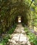 Vine arbor tunnel