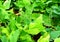 Vine of Asparagus Bean - Yard Long Bean - Vigna Unguiculata